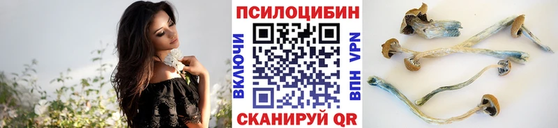 купить наркотики сайты  Дмитров  Галлюциногенные грибы Psilocybine cubensis 